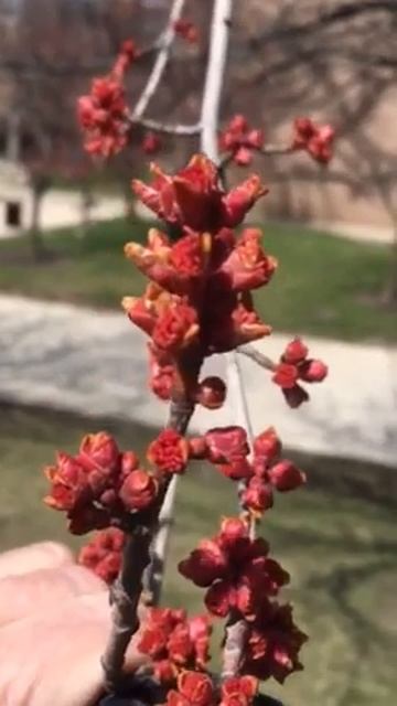 Red maple flowers March 27
