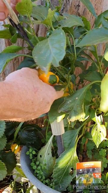 more candy canes more chilli's #organic #australia #chilli #shorts