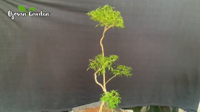 Trim & Semai Bonsai Serissa Phoetida