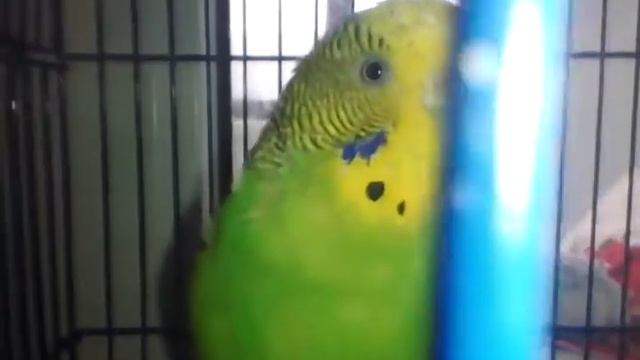 Это видео про моего попугая которого уже 3 года нет с нами