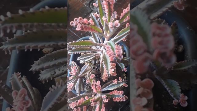 suculenta pink butterfly