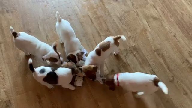 Эксклюзив! Джек-Рассел Жасмин 🐶 - Щенок! Братья и Сёстры!  Кто найдёт Жасмин? 🐕