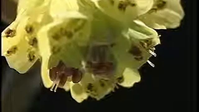 Corylopsis spicata