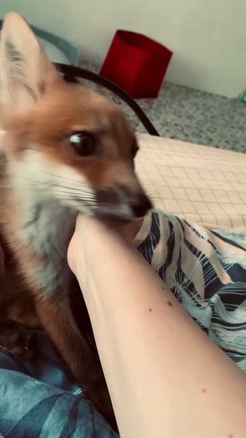 Ласковый дьяволеныш