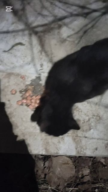 начной даЖор у подвальной Кошки