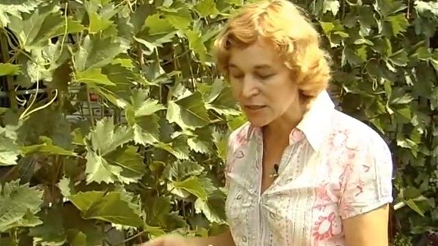 Виноград. Общее. Тетянина садиба 2012