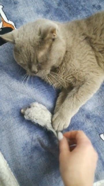 Моя мышка🐀#животные #домашниеживотные #кот#cat #люблю #Джери #homeanimals #тт#топ#топчик#mouse