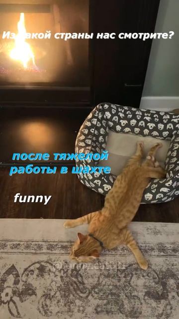 Самые смешные ЖИВОТНЫЕ #1. Веселые приключения пушистиков #shortsvideo #cat #animals #смешныекоты