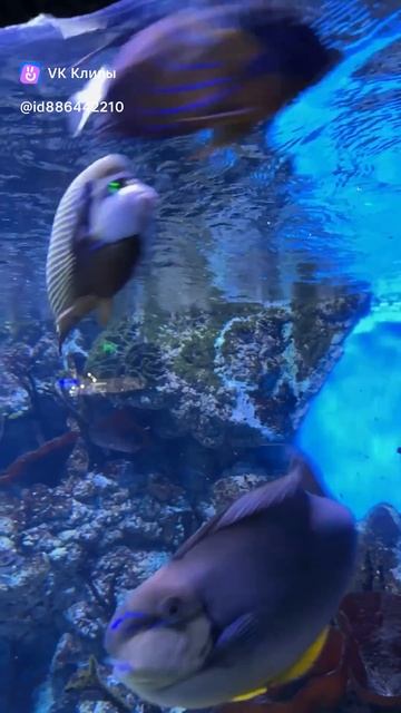 Oceanarium