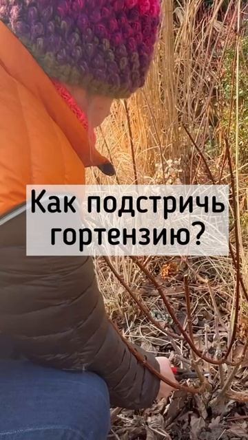 Обрезка гортензии метельчатой и древовидной
