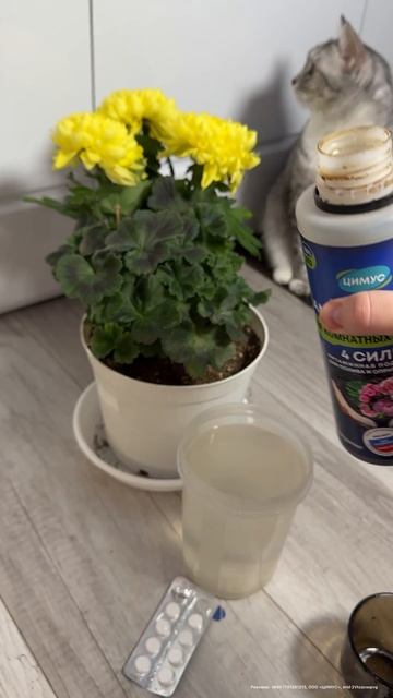 1 ТАБЛЕТКА и ЛЮБОЙ ЦВЕТОК ВМИГ ЗАЦВЕТЕТ! #plants #герань #удобрение #цветы #сад #garden #подкормка