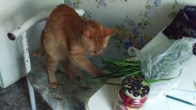Кот Лаки и зеленый лук