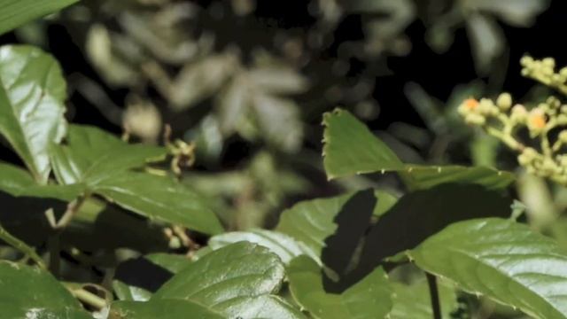 キアシナガバチ/Polistes rothneyi 10_210820_北野トトロ
