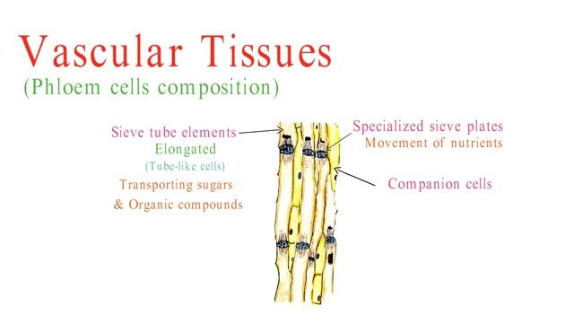 What are Vascular tissues|| What is Xylem and phloem ||Types of plant tissues|| Histology|| biology
