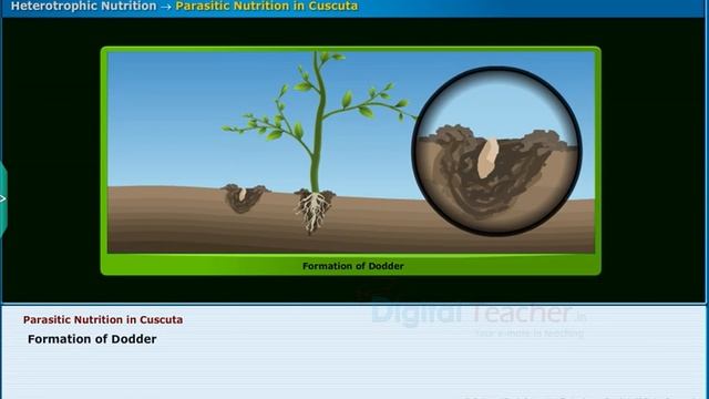 Parasitic Nutrition in Cuscuta