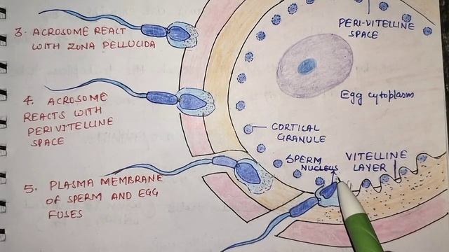 Fertilization in Human || Prevention of Polyspermy || Significance of Fertilization.