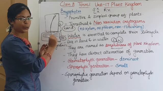 Bryophytes| Class 8 Science Term 1 Unit 17 Plant Kingdom