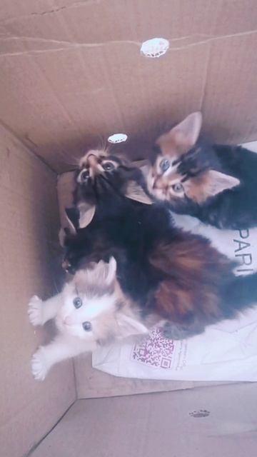 увозят...мяу.