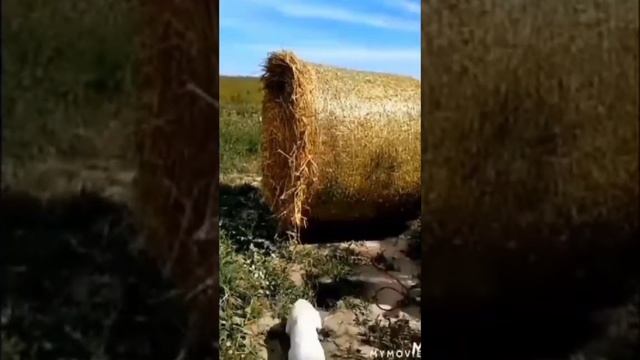 Пародия на видео «Поисковая Собака» @Катя прыжок