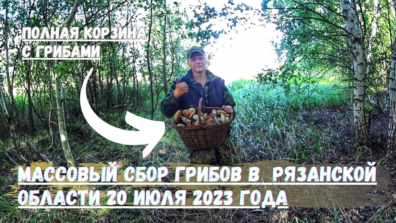 ❗️❗️❗️ ГРИБНИК нашёл Поляну ПОДОСИНОВИКОВ и ПОДБЕРЁЗОВИКОВ 🍄 Новая ГРИБНАЯ волна СБИВАЕТ с НОГ❗️❗️❗