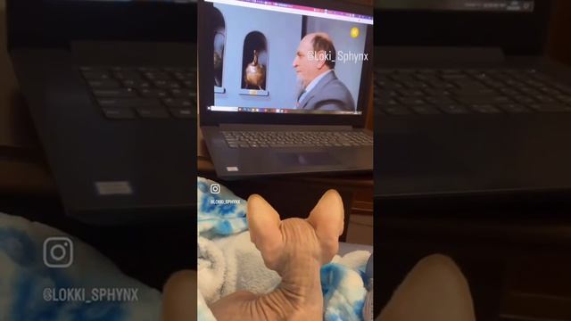 Локи Канадский Сфинкс                                        Lokki Canadian Sphynx