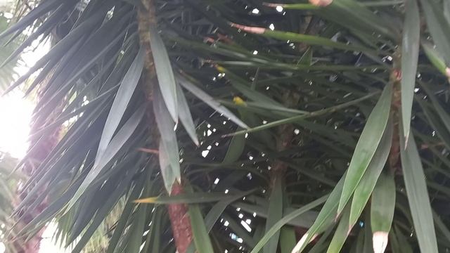 Огромные тропические пальмы в Ботаническом саду! Скоро потолок пробьют.