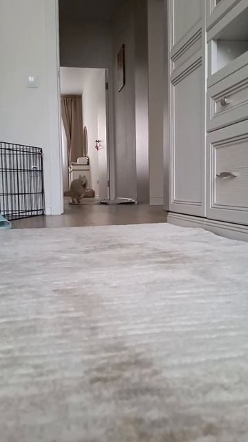 Ку-ку