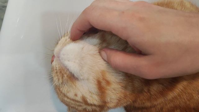 Рейдерский захват раковины