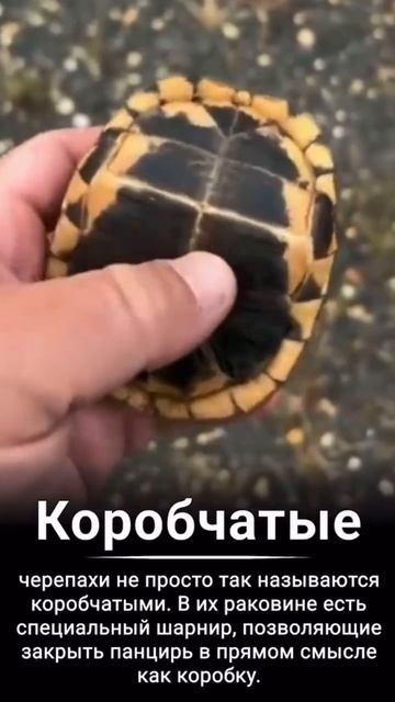 Бронированная черепаха