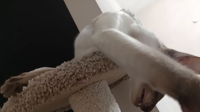 Любимый котик.