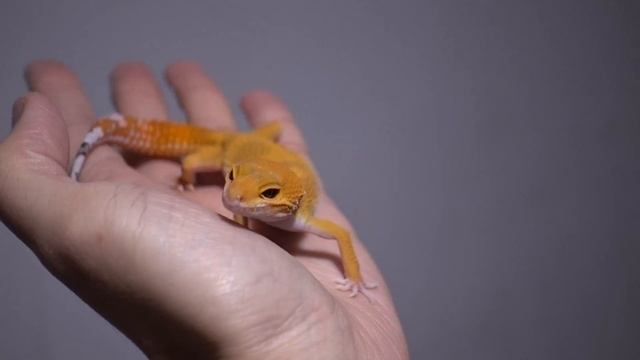 Mandarin Tangerine Gecko