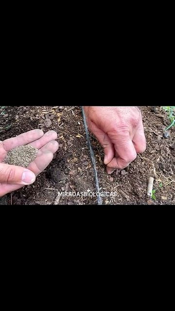 🥕Evita que crezcan juntas - Cultivo de Zanahoria en Casa