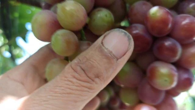 Ангури Подарок Несветая рӯзи 30-юми май.2022сол.