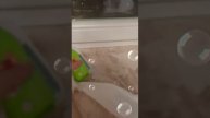 Уборка в домике у Землянички и Басика