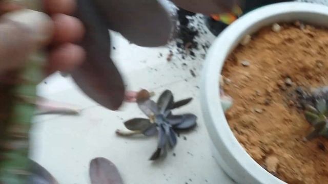 SUCULENTA: Podando e replantando echeveria metalica