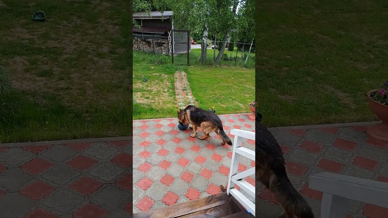 Буран