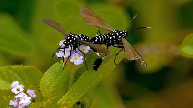 Strange Insects, Wearing Fancy Boots, Having Lunch & Mating at the Same Time.