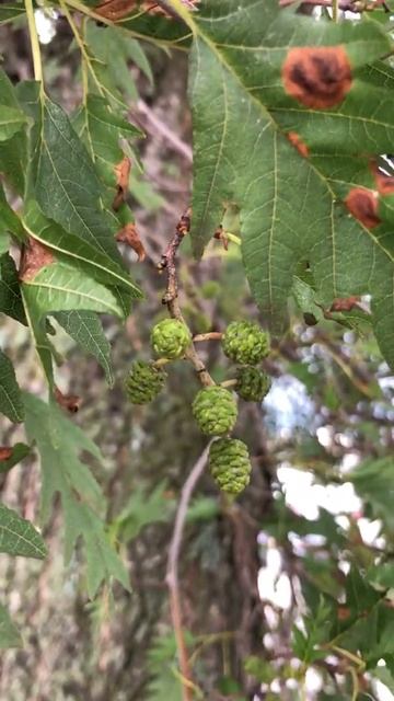 Cut Leaved Alder - yong female cones / fruit - August 2021