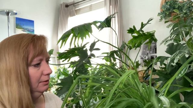 How to Care for Houseplants - The Basics
