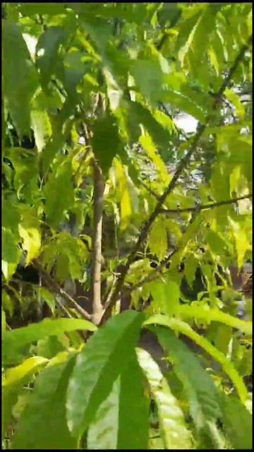 #RUDRAKSHA TREE💚🕉 #NAMO NAMO #YTSHORTS #LIKE #SUBSCRIBE