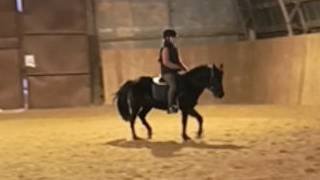Вика и Наоми, галоп и переходы, полу-переходы. #horse #equestrian #лошади #pony