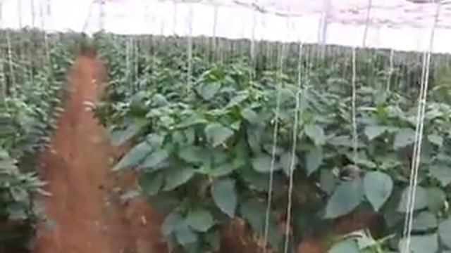 sabaragroseeds company sweet pepper yuksel seeds