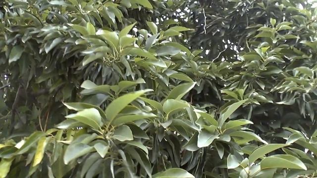 Avocado tree - growing, care and harvesting
