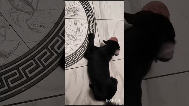 1000061909.mp4