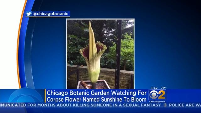 "Sunshine" Corpse Flower Competes With Eclipse For Chicago's Attention