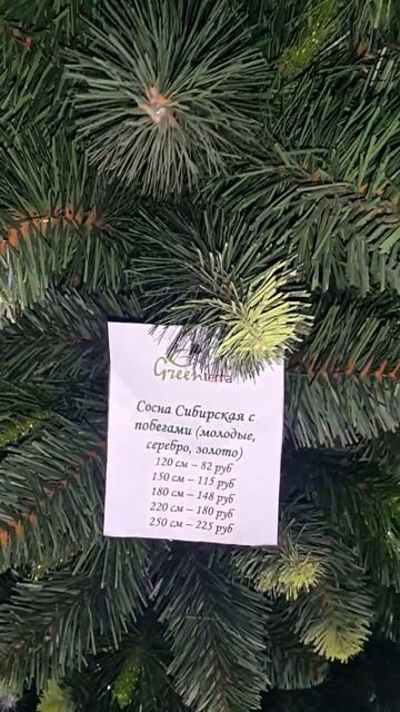 Сосна Greenterra Сибирская молодые побеги