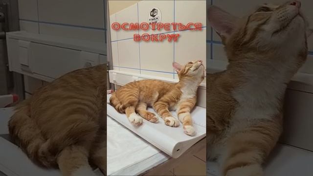 Плановый прием у врача завершился успешно 😌 #котики #котик #cat #Милота #Тиша #Боня #kitten #cat