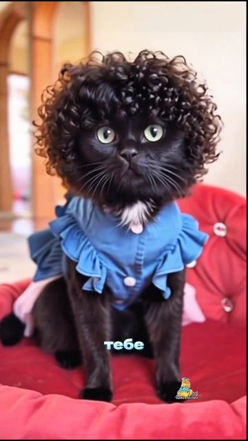 А вам нравится такая прическа?😹 #котики #юмор #смешныекотики