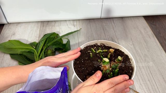 СПАТИФИЛЛУМ выращиваю ТОЛЬКО ТАК! Даже чахлый цветок оживет, позеленеет и зацветет!