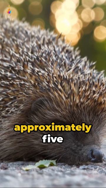 Cute Cudly with dangerous spines #cuteanimals #wildlife #hedgehog
